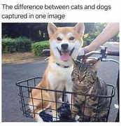 Image result for Cute Cat and Dog Memes