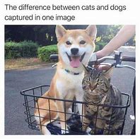 Image result for Cats V Dogs Meme
