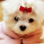Image result for Cool Dog Wallpapers