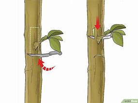 Image result for Tree Grafting Jalepeno