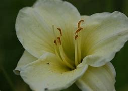 Image result for Hemerocallis Snowy Apparation