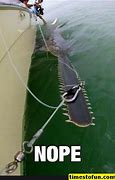 Image result for Open Sea Memes