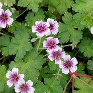 Image result for Geranium Storm Chaser