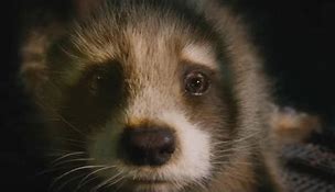 Image result for Gotg 3 Baby Rocket Photo