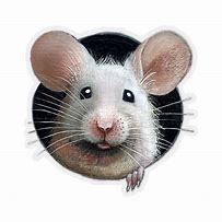Image result for Mouse Types Rodents