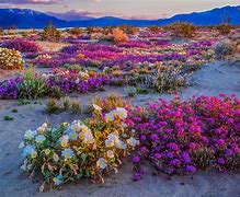 Image result for Wildflowers in Northern New Mexico