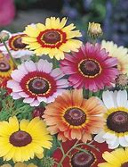Image result for Chrysanthemum Mix