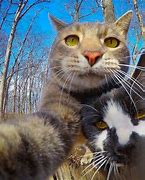 Image result for Cat Selfie Camera