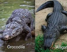 Image result for Alligator and a Crocodile