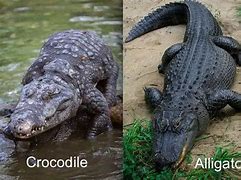 Image result for Crocodile and Alligator Side by Side