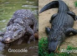 Image result for Crocodile vs Alligator Facts
