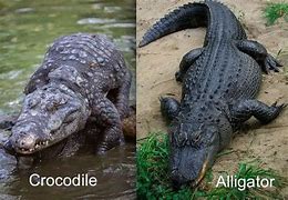 Image result for Alligator and Crocodile Difference Snout