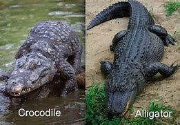 Image result for Crocodile vs Alligator Habitat