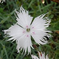 Image result for Dianthus anatolicus