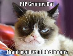 Image result for Geumpy Cat LOL