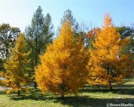 Image result for Golden Tower Tree