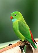 Image result for Green Leaf Bird