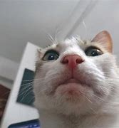 Image result for Cat with Weird Face Meme
