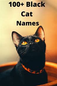 Image result for Good Black Cat Names