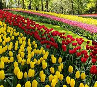 Image result for Amsterdam Tulip Season