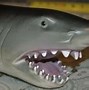 Image result for Great White Shark Toys