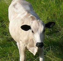 Image result for Brahman Cross Cattle