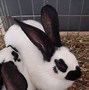 Image result for Checkered Giant Rabbit with Handler