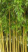 Image result for Phyllostachys aurea 