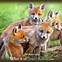 Image result for Fox Totem