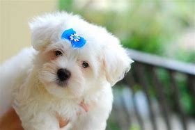 Image result for Cool Dog Cute Animals Backgrounds