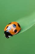 Image result for Ladybug iPhone Wallpaper