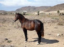 Image result for Brown Andalusian Horse