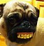 Image result for Gangster Dog Neon Purple