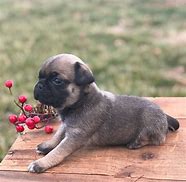 Image result for Chocolate Pug Puppies