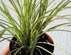 Image result for Carex brunnea Jenneke