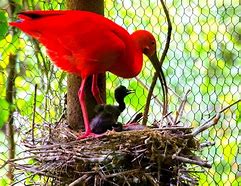 Image result for babies scarlet ibis feed