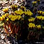 Image result for Adonis amurensis