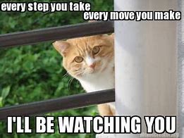 Image result for Spy Cat Meme