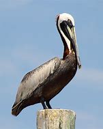 Image result for Pelican Kakaks