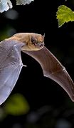 Image result for Sound of Bats