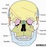 Image result for Human Skull Lateral View