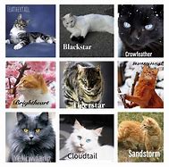 Image result for Blizzarkit Emberkit and Gorekit Warrior Cats Real Life