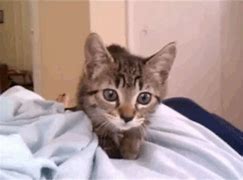 Image result for Cute Silly Kittens