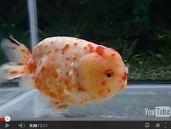 Image result for Cute Fat Fish