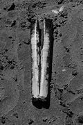 Image result for Pacific Razor Clam