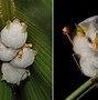 Image result for Bats Eating Bugs