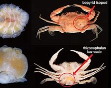 Image result for Crabs Infection