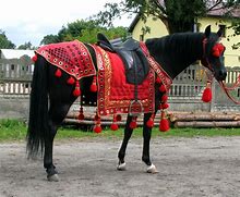 Image result for Arabian Horse Costume