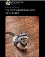 Image result for Garlic Powder Memes