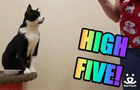 Image result for Cat Giving High Five Meme
